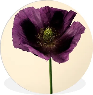 Produktbild von MuchoWow® Rundes Wandbild - Runde Bilder Nahaufnahme eines violetten Mohns Ø 30 cm Kreis Wanddekoration Kunststoff - Wandkreis - Wandschmuck - Schlafzimmer - Bilder - Der Kreis - Kunst für die Wohnung - Plastik - Kunstdruck - Wandbild