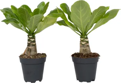 Zdjęcie produktu dla Hawajska palma - 2 szt - Brighamia 'Insignis' - Wysokość 25-35cm - ⌀12cm