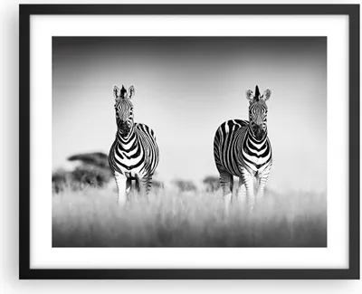 Produktbild von Gerahmtes Poster - Schwarzer Rahmen - Zebras Fotografie Schwarzweiß - 50x40 cm - Wand Bild - Wanddeko - Wandbilder - Kunstposter - Wandposter - Bilderrahmen - Bilder - Kunstdruck - P2BAA50x40-4476