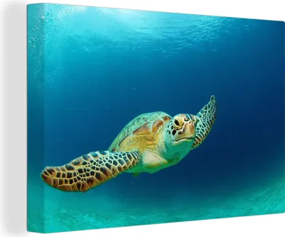 Obrázok produktu pre OneMillionCanvasses® - Maľba na plátne - Obraz na plátne Nástenná maľba na plátne - Fotografia zelenej morskej korytnačky zblízka - 150x100cm -