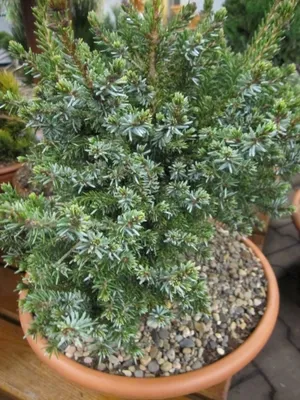 Produktbild von Picea omorika Nana - serbische Zwergfichte 30-40
