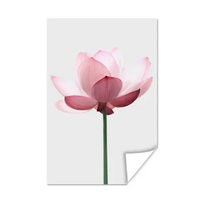 Obrázok produktu pre MuchoWow® Plakát - Kvety - Ružová - Príroda - Botanické - 40x60