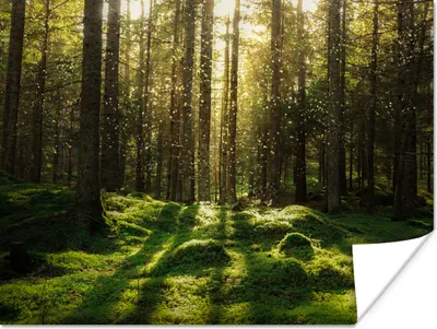 Produktbild von MuchoWow® Poster Bäume - Wald - Moos - Pflanzen - Sonne - Natur 120x90 cm - Wandbild