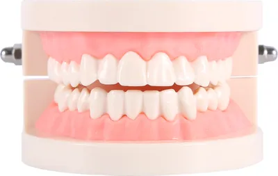 Produktbild von 1szt PVC Dental Teaching Study Standardowy model demonstracyjny Naucz dzieci szczotkowania zębów