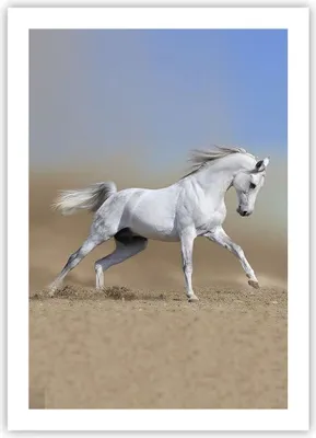 Produktbild von Poster - Poster ohne Rahmen - Pferd weiß Tier - 50x70 cm - Wand Bild - Wanddeko - Wandbilder - Kunstposter - Wandposter - Bilder - Kunstdruck - Wanddekoration - Wandbild - P2XPA50x70-0167