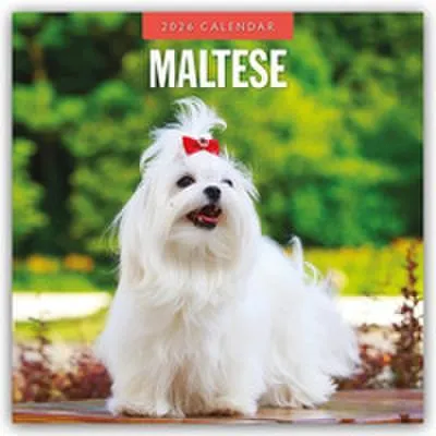 Produktbild von Maltese - Malteser 2026 - 16-Monatskalender