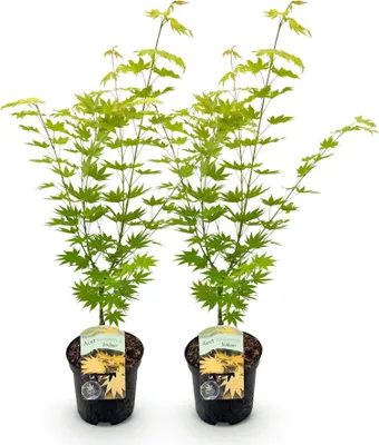 Produktbild von GreenboutiQ - Balkonpflanze - Japanischer Ahorn - Acer palmatum Jordan - Gelb - 2 Pflanzen - Laubabwerfend - Topf 19cm Höhe 70cm