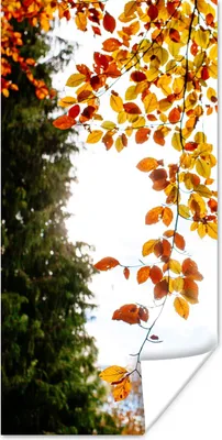 Produktbild von MuchoWow® Poster Herbst - Laub - Natur 60x120 cm - Wandschmuck