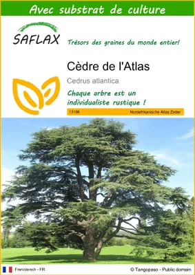 Image de SAFLAX  - Cèdre de l'Atlas - 20 graines - Avec substrat - Cedrus