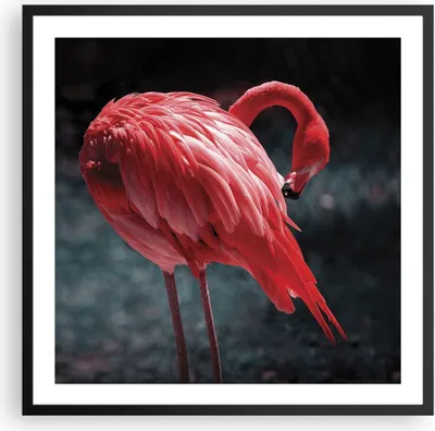 Produktbild von Gerahmtes Poster - Schwarzer Rahmen - Flamingo Rosa Vogel - 60x60 cm - Wand Bild - Wanddeko - Wandbilder - Kunstposter - Wandposter - Bilderrahmen - Bilder - Kunstdruck - P2BAC60x60-4551