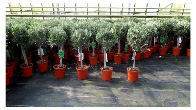Produktbild von Olivenbaum Olea Europaea, Stammhöhe 80-100 cm