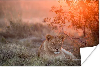 Produktbild von MuchoWow® Poster Löwe - Sonne - Gras 180x120 cm - Fotoplakat
