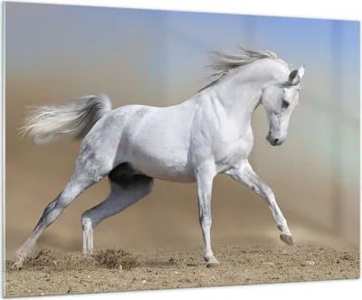 Produktbild von Bilder auf glas - Pferd weiß Tier - 100x70cm - Glasbilder - Wandbilder - Kunstdruck - zum Aufhängen bereit - Wanddekoration aus Glas - Glas Bilder - Wandbild auf Glas - Einteilig - GAA100x70-0167
