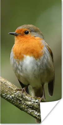 Produktbild von MuchoWow® Poster Vogel - Rotkehlchen - Zweig - Pflanzen 60x120 cm - Wandschmuck