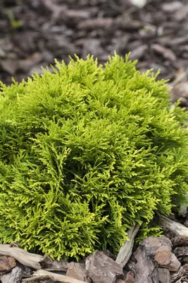 Produktbild von Thuja occidentalis 'Mirjam', Lebensbaum, kompakt, 20–25 cm