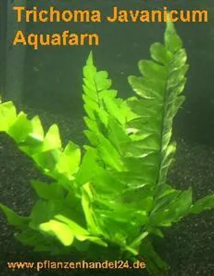 Produktbild von 1 Bund Trichoma javanicum, Aquafarn, Farn