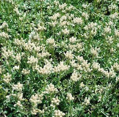 Produktbild von Antennaria dioica 'Alba', Katzenpfötchen, weiß, ca. 9x9 cm Topf