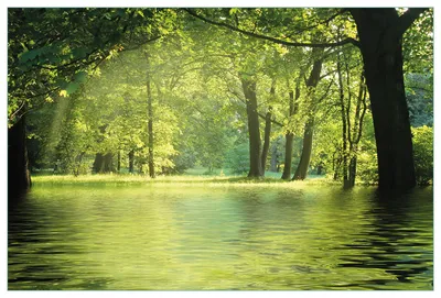 Produktbild von Wallario Küchenrückwand aus Glas, Größe: 90 x 60 cm, Motiv: Idyllischer See im Wald bei Sonnenschein | Spritzschutz | abwischbar | pflegeleicht | in