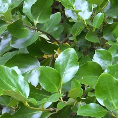 Image de 2 x arbre à feuilles caduques - Griselinia littoralis | 60-80 cm en conteneur