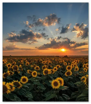 Produktbild von Wallario Herdabdeckplatte aus Glas, Größe 52 x 60 cm 1-teilig, Motiv Sonnenblumenwiese vor Wolken mit Sonnenuntergang