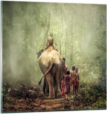 Produktbild von Bilder auf glas - Elefant Dschungel Nebel - 70x70cm - Glasbilder - Wandbilder - Kunstdruck - zum Aufhängen bereit - Wanddekoration aus Glas - Glas Bilder - Wandbild auf Glas - GAC70x70-3438