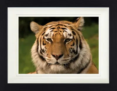 Produktbild von Raubkatzen Gerahmtes Bild Mit Edlem Passepartout | Wand-Bilder | Im Bilderrahmen - Sibirischer Tiger (30 x 40 cm)