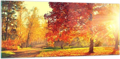 Produktbild von Bilder auf glas - Park Herbst Baum - 120x50cm - Glasbilder - Wandbilder - Kunstdruck - zum Aufhängen bereit - Wanddekoration aus Glas - Glas Bilder - Wandbild auf Glas - Einteilig - GAB120x50-3654