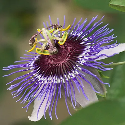Immagine prodotto di Passiflora Purple Haze 40–60 cm – Fiori viola, pianta rampicante perenne, resistente al freddo, attraente per le api