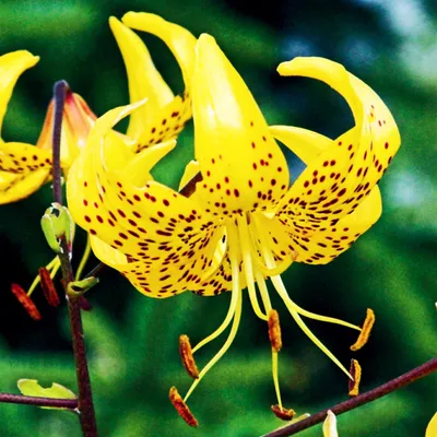 Produktbild von Lilien Blumenzwiebeln Zwiebeln Blumen Tigerlilie Yellow Tiger 1 St.