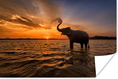 Produktbild von MuchoWow® Poster Elefant - Meer - Tiere - Sonnenuntergang - Orange 180x120 cm - Fotoplakat