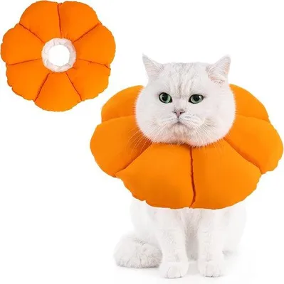 Produktbild von Famanu Schutzkragen für Katzen und kleine Hunde - Verstellbar, Orange