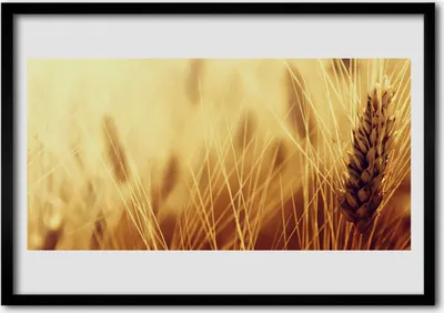 Produktbild von Bild 100x70 MDF-Rahmen Wandkunst Weizenpflanze Natur