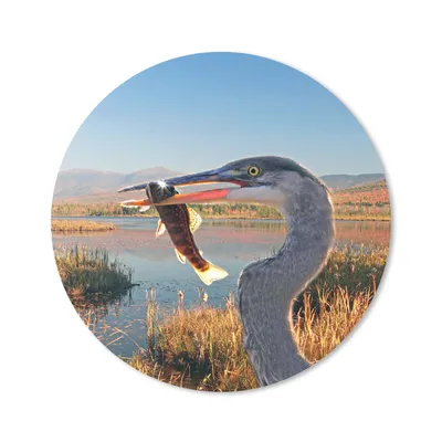 Produktbild von MuchoWow® Mauspad Mousepad Vogel - Fisch - Wasser - Herbst 50x50 cm - Mousepads - Maus Mat - Pad - Mausunterlage - Vinyl