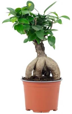 Produktbild von Chinesische Feige - pflegeleichte Zimmerpflanze, Ficus Ginseng - Höhe ca. 25 cm, Topf-Ø 12 cm