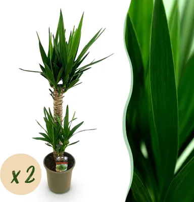 Immagine prodotto di Yucca elephantipes - Yucca - Bassa manutenzione - Verde - 2 piante - 85-95cm - Ø19cm - Pianta d'appartamento - Sempreverde