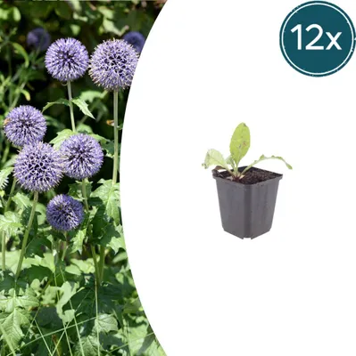 Produktbild von Echinops ritro | 12 Stück - 10-25cm - Ø9cm - Gartenpflanze