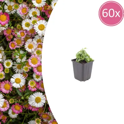 Produktbild von Erigeron karvinskianus | 60 Stück - 10-25cm - Ø9cm - Gartenpflanze