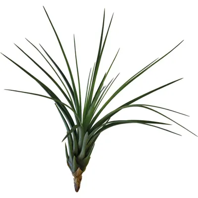 Productafbeelding van Aquafleur Tillandsia Melanocrater Tricolor