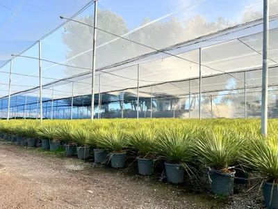 Produktbild von Sunny Tree - Yucca Rostrata - Palme - Stammhöhe 15/20 cm - 100 cm - Winterhart- Palmlilie