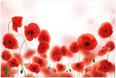 Produktbild von Wallario Premium Glasbild, freischwebende Optik, kräftige Farben, Größe 90 x 60 cm Motiv Leuchtende Mohnblumen - Rote Mohnblumenblüten