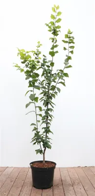 Produktbild von Carpinus betulus 'Lucas', Hainbuche, 100–125 cm
