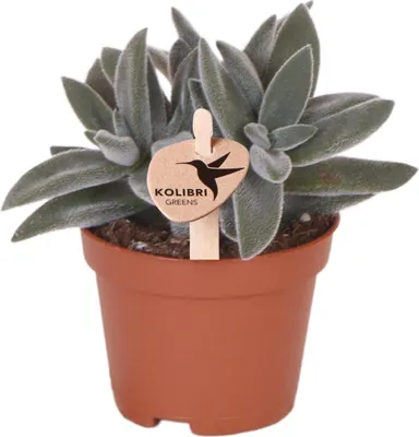 Produktbild von Sukkulente Crassula Tarantula Zimmerpflanze Ø6cm Kompakte graugrüne Blätter