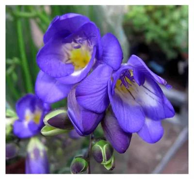 Produktbild von Freesienzwiebeln: Freesia - Freesie "blau" 5 Blumenzwiebeln