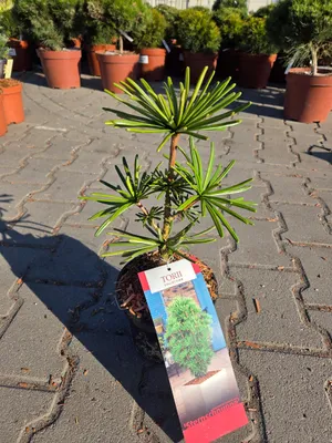 Zdjęcie produktu dla Sciadopitys verticillata Sternschnuppe -Sośnica parasolowata C3