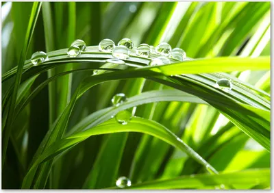 Produktbild von Tulup® Glas-Bild - 100 x 70 - Wandbild aus Glas - Wandkunst - Wandbild hinter gehärtetem Sicherheitsglas - Blumen & Pflanzen - Tropfen auf Gras - Grün