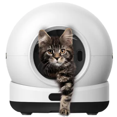 A kitten peeking out of an automatic cat litter box.