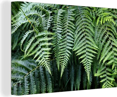 Produktbild von OneMillionCanvasses® - Leinwandbilder - 150x100 cm, Grüne Farne, Wandbilder Kunstdruck Wanddekoration