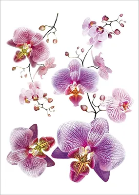 Produktbild von AG Design Wandstickers Lila Orchideen, 65 x 85 cm