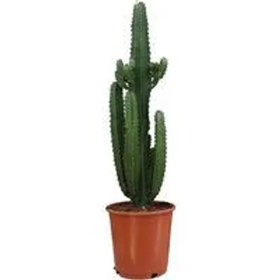 Image de Espèce d'Euphorbia verte - plante verte - 24 cm de diamètre - 95 cm