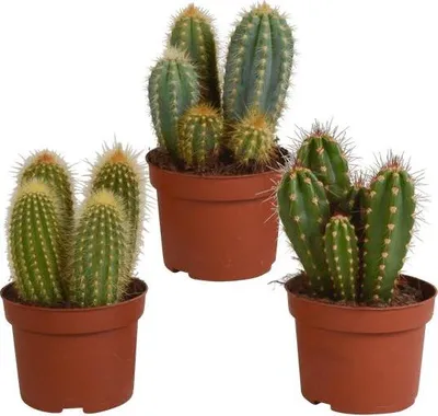 Zdjęcie produktu dla Cereus Mix - 3 rosliny doniczkowe - Ø10,5cm - rózne kolumnowate i kolumnowate